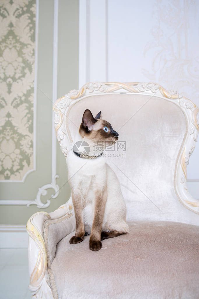 湄公短尾成年猫雌美丽的品种猫湄公河短尾猫没有尾巴的宠物猫坐在别致的扶手椅上复古巴洛克风格的椅子在法国皇家室内猫坐图片