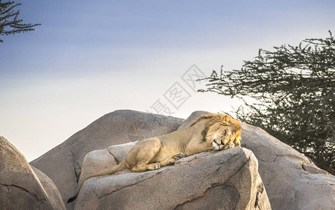 雄狮子在岩石上沉图片