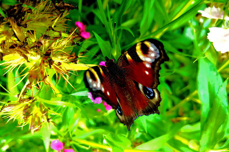 花园里花上的蝴蝶特写图片