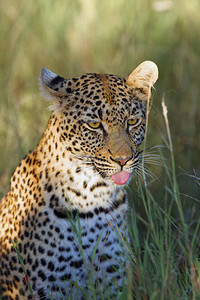 非洲豹Pantheraparduspardus年轻女肖像背景图片
