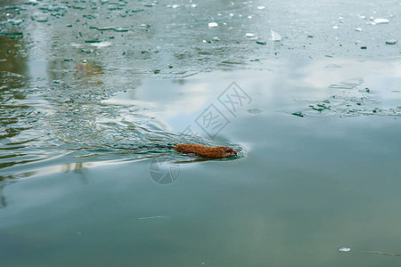一只在冬池游泳的水母在图片