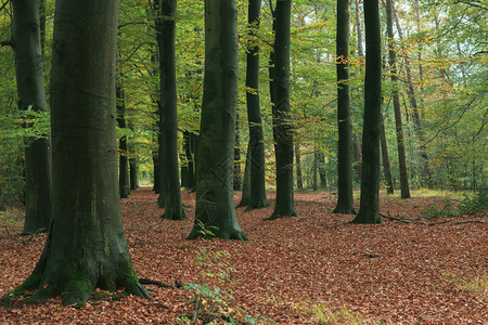 秋季落叶林中的树干图片