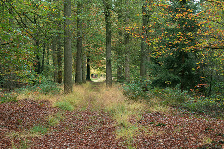 秋季落叶林中的路径图片