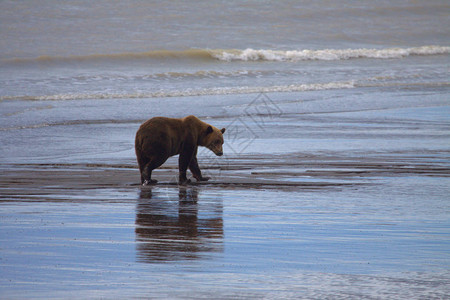 棕熊在退潮时来到海滩挖蛤蜊背景图片