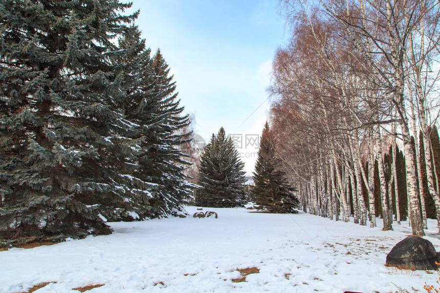 冬季公园圣诞树绿和雪下小树的荒凉之地雪图片