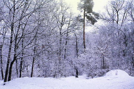 在冬天的白雪皑的森林里拉着雪橇行走图片