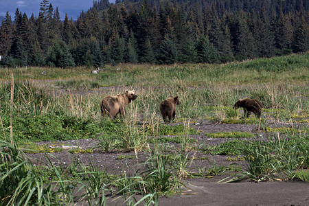 以山脉为背景的偏远阿拉斯加棕熊高清图片