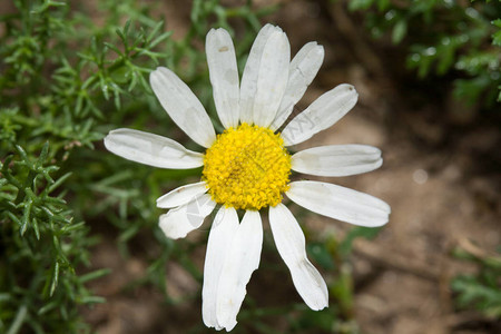 一朵雏菊的特写镜头与自然背景彩色照片从顶部拍摄的照片花的瓣图片