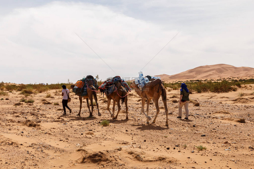 萨哈拉沙漠的骆驼大篷车摩洛哥沙丘图片