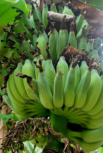 泰国的香蕉物种图片