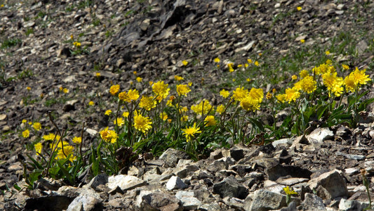 关闭生长在石质表面上的毛茛黄色花图片