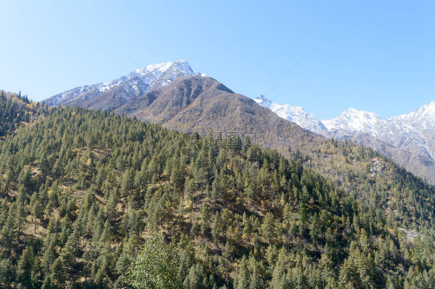 喜马拉雅山坡上的松林丛高山人工林植物环境车前草树冠环境保护图片