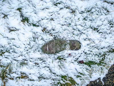 草地上雪地上的鞋印图片