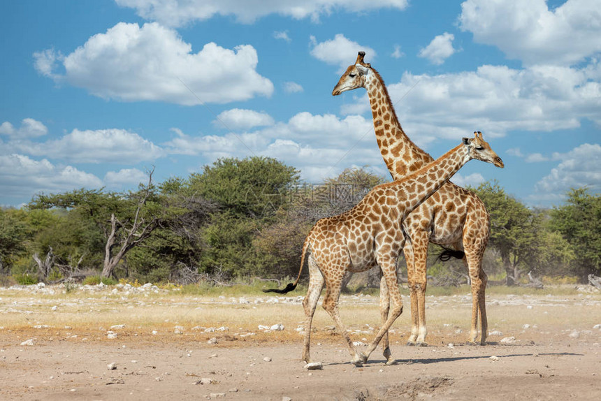 南非长颈鹿前往位于非洲纳米比亚野生物Etosha公园的Giraffagir图片