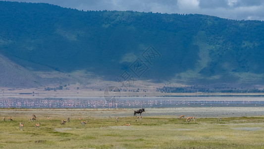 恩戈罗恩戈罗火山口的景色图片