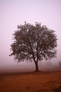秋天的森林薄雾景观秋天的森林雾树剪影秋天的森林雾树背景图片