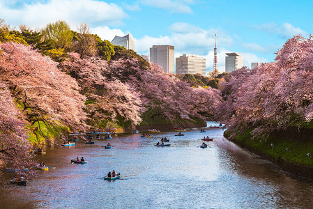 日本东京chidorigafuchi的樱花高清图片