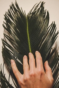 女孩用手指触摸棕榈叶图片