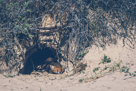 沙洞中的小狐狸图片