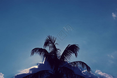 沙滩上椰子树明蓝天空有阳图片