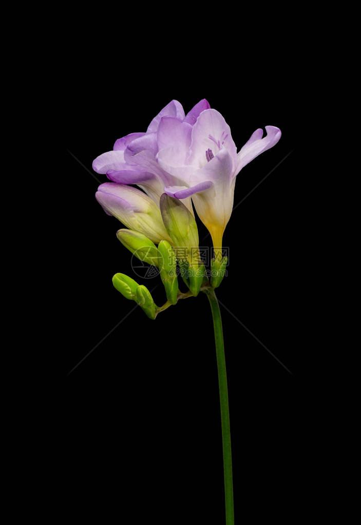 孤立的红紫色白花自由开花绿芽宏图片