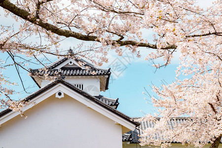 日本滋贺县的彦根城和春天的樱花图片