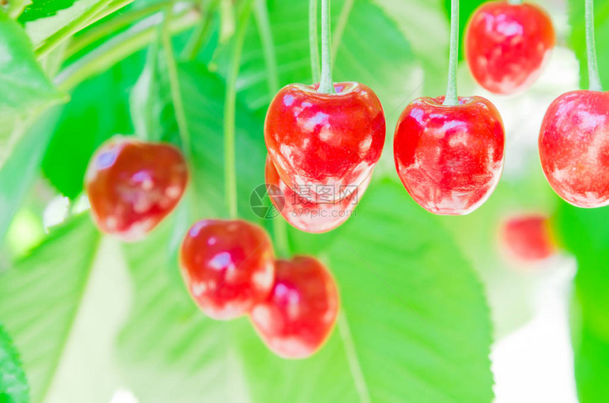 红色和甜熟樱桃的选择焦点簇挂在具有散景背的树枝上图片