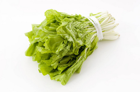 山东蔬菜卷心菜叫做图片