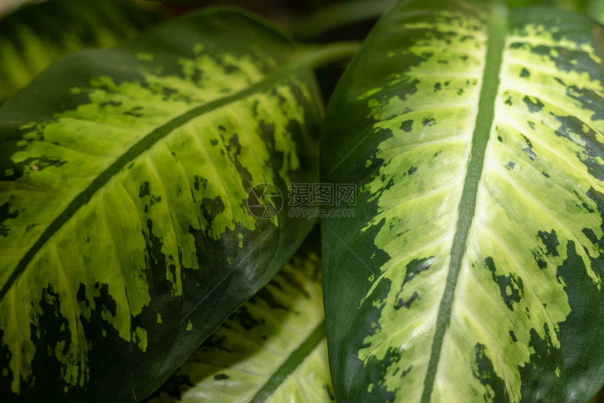 家用植物Dieffenbachia的美丽大叶子厚绿色树枝图片