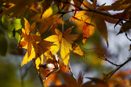 橙色和红色秋天的叶子准备图片