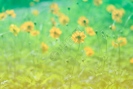 春天或夏天在田野盛开的硫磺波斯菊黄色花朵图片