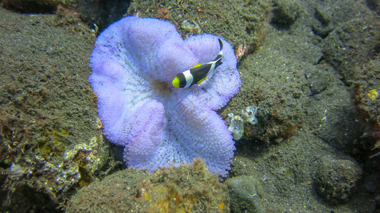 克拉的海葵鱼在海葵的触须中AmphiprionClarkii依偎在它色彩斑斓的宿主海葵中可爱的小丑鱼颜色鲜艳背景图片
