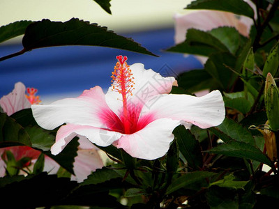 粉白芙蓉花图片