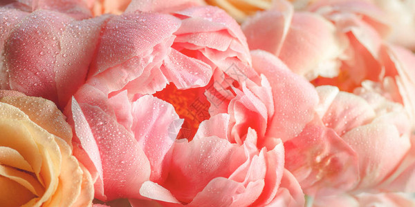 粉红色的鲜花和玫瑰图片