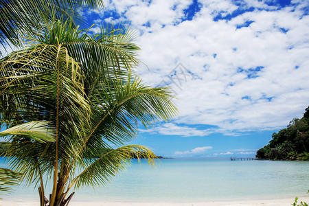 海上的椰子树蓝天图片