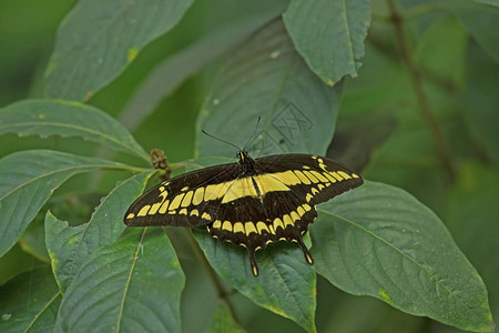 植物上的巨型燕尾凤蝶图片