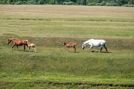 两匹成年马在草地上行走图片
