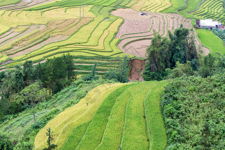 越南MuCangChai的美丽景图片