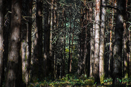 森林树木与阳光倾泻在日落时分在树林里的树枝阿塞拜图片