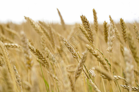 田间精英大麦的大为农民农业公司和农产企业广告肥图片