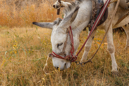 驴在牧场吃干草驴头图片