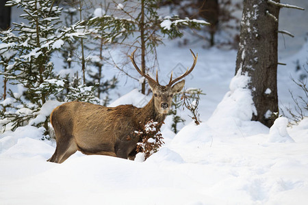 冬天有雪可爱的年轻野生动物在自然栖息地与树木具有复制空间的图片