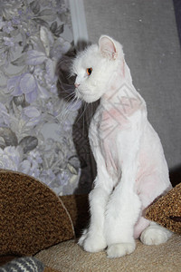 剃光白色长毛直耳苏格兰猫图片