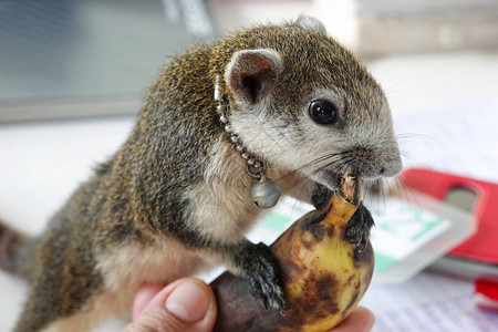 可爱的小松鼠宝喜欢吃香蕉食物图片