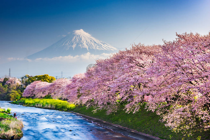 富士山日本春天风景和樱花盛开的河流图片