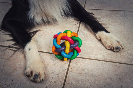 在地板上贴近狗爪和多彩玩具橡胶球用来磨牙随从宠物准备跟他的图片
