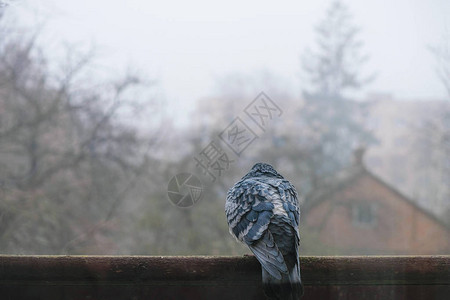 一个孤独的蓝鸽子看着窗外图片