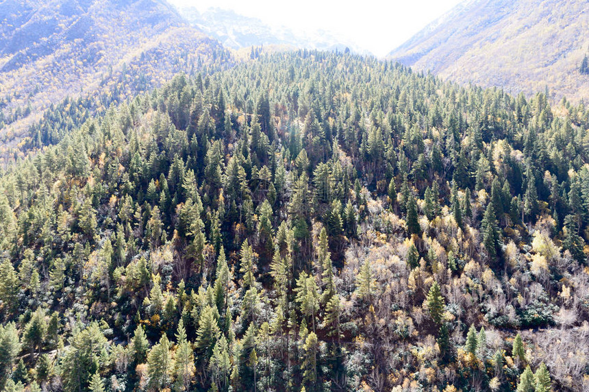 鸟瞰喜马拉雅山顶的绿色松树林冠高地山谷顶部的松树林森地山林秋叶色常绿草图片