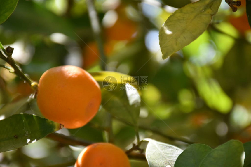 树上成熟的橙色果实