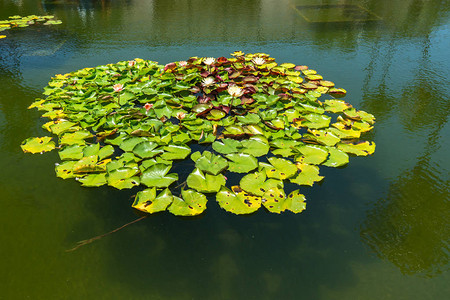 Lily池塘图片